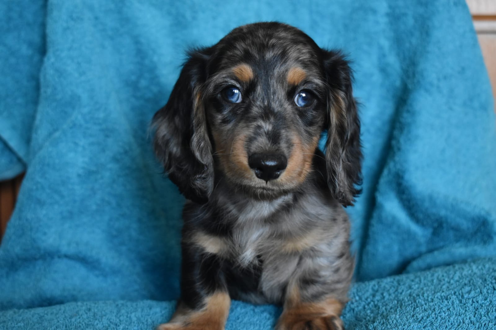 Baxter.jpg