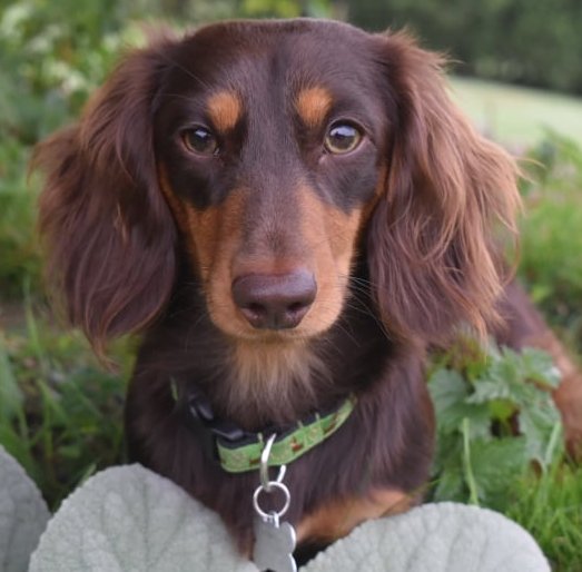 Rolo.jpg